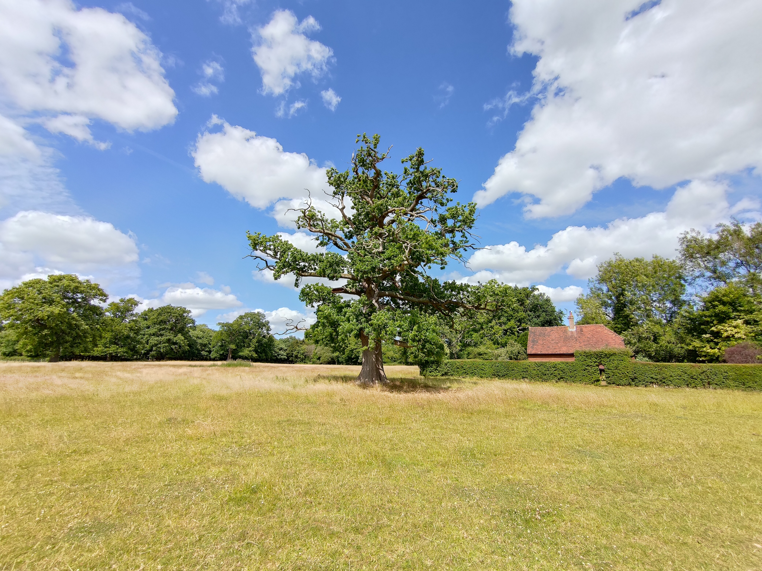 Asus ROG Phone 6 Pro wide-angle photo of a tree.