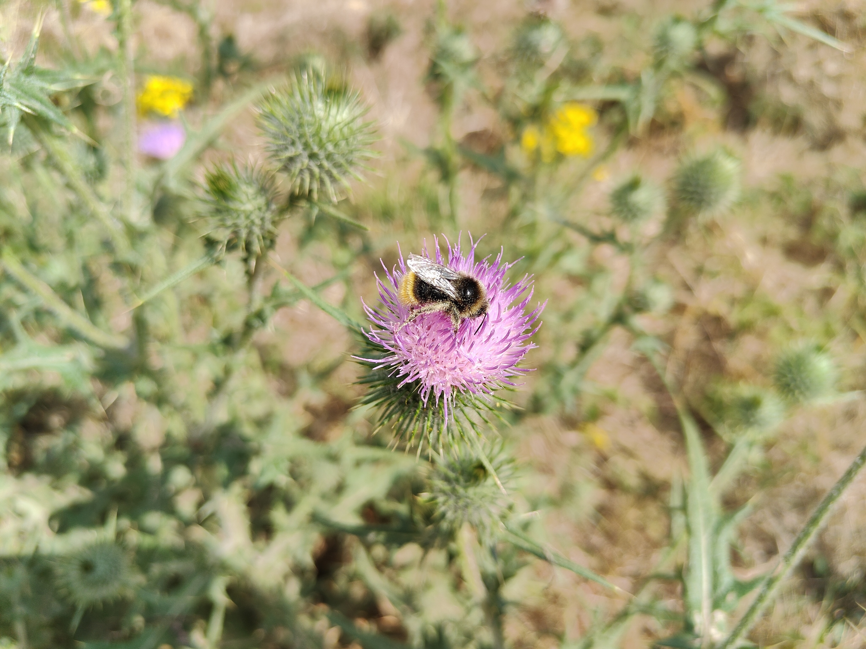 Photo of a bee taken with the OnePlus 10T.