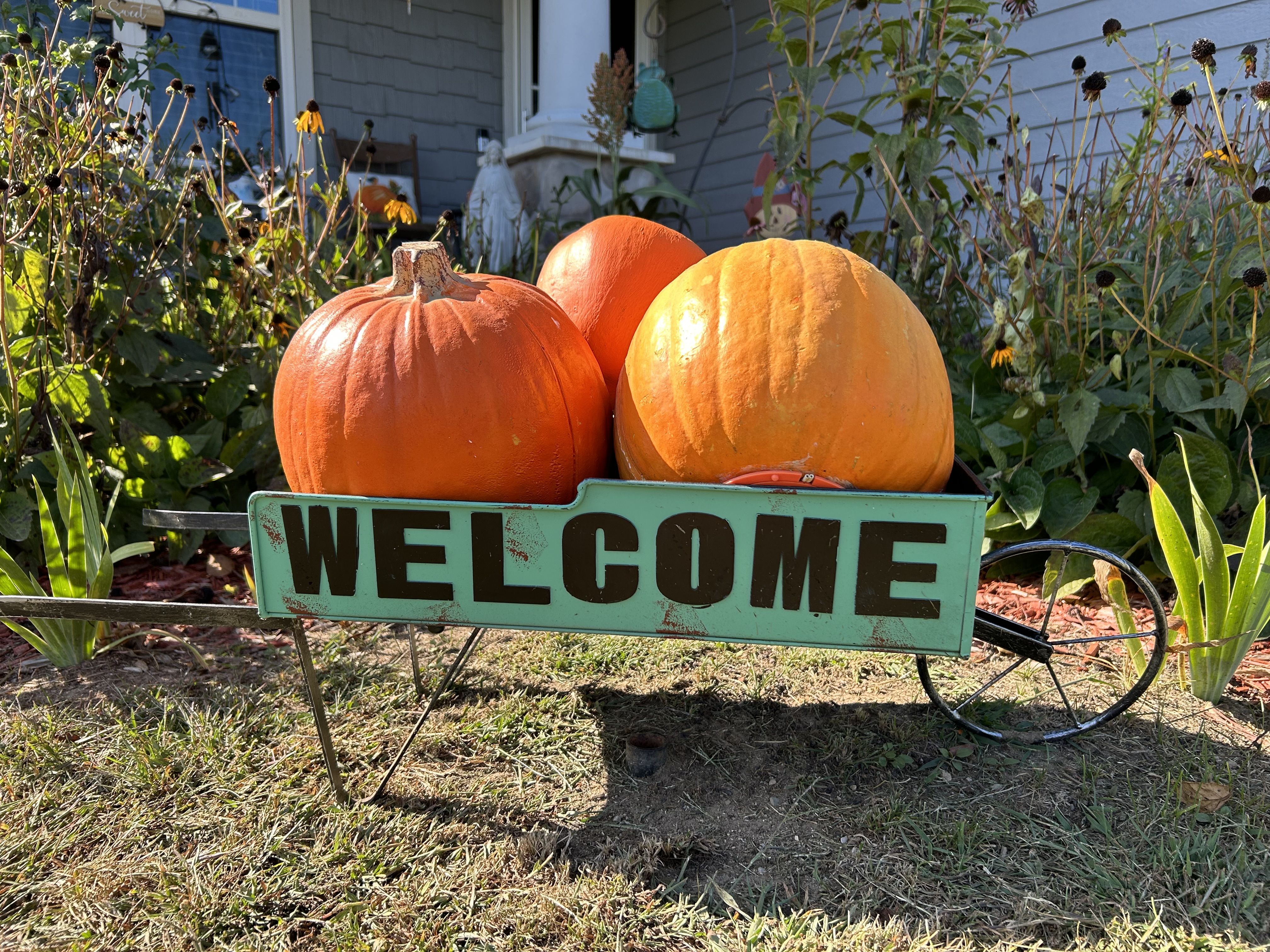 A photo of pumpkins, taken with the iPhone 14.