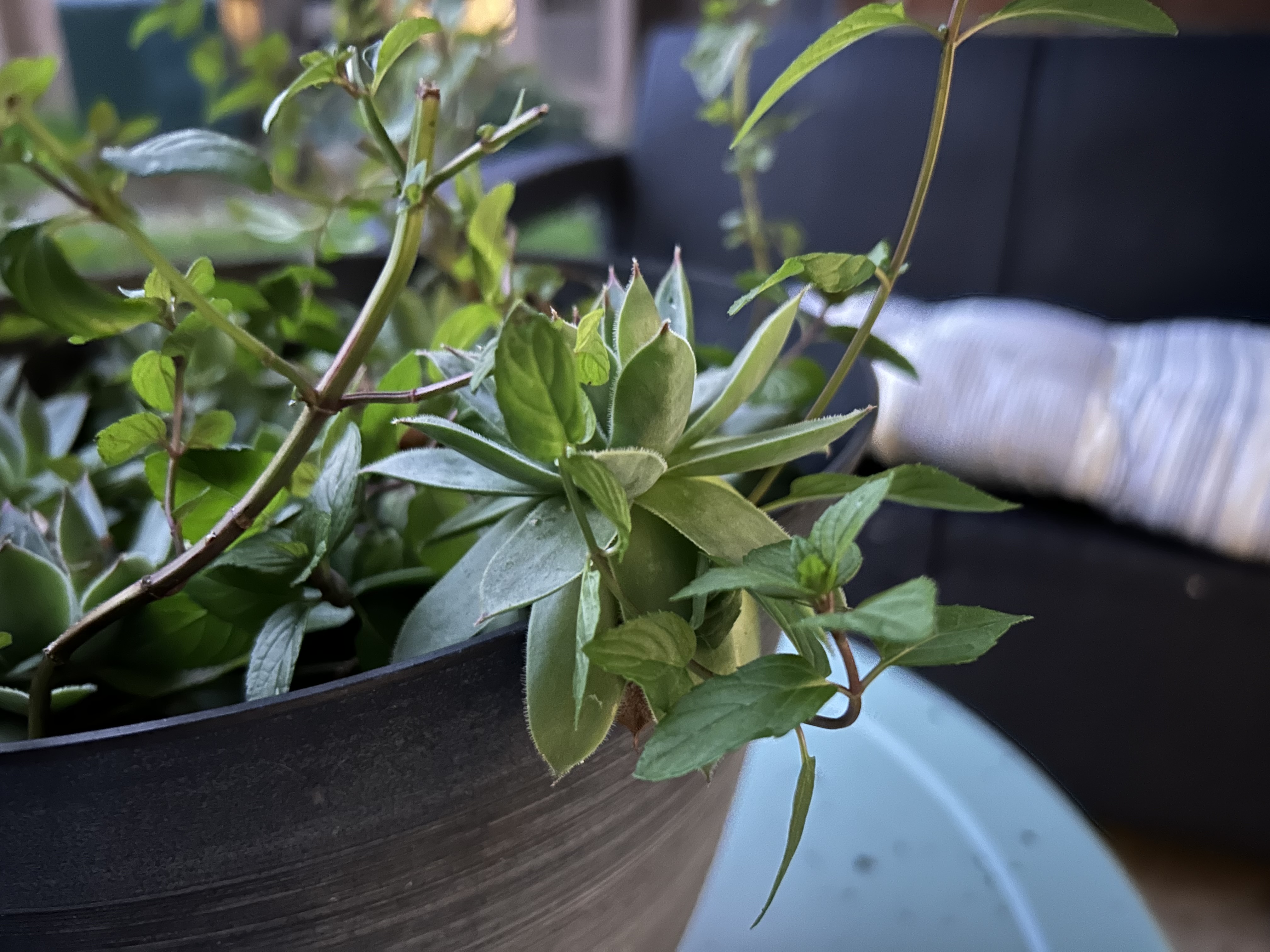 A photo of a succulent during the evening, taken with the iPhone 14.