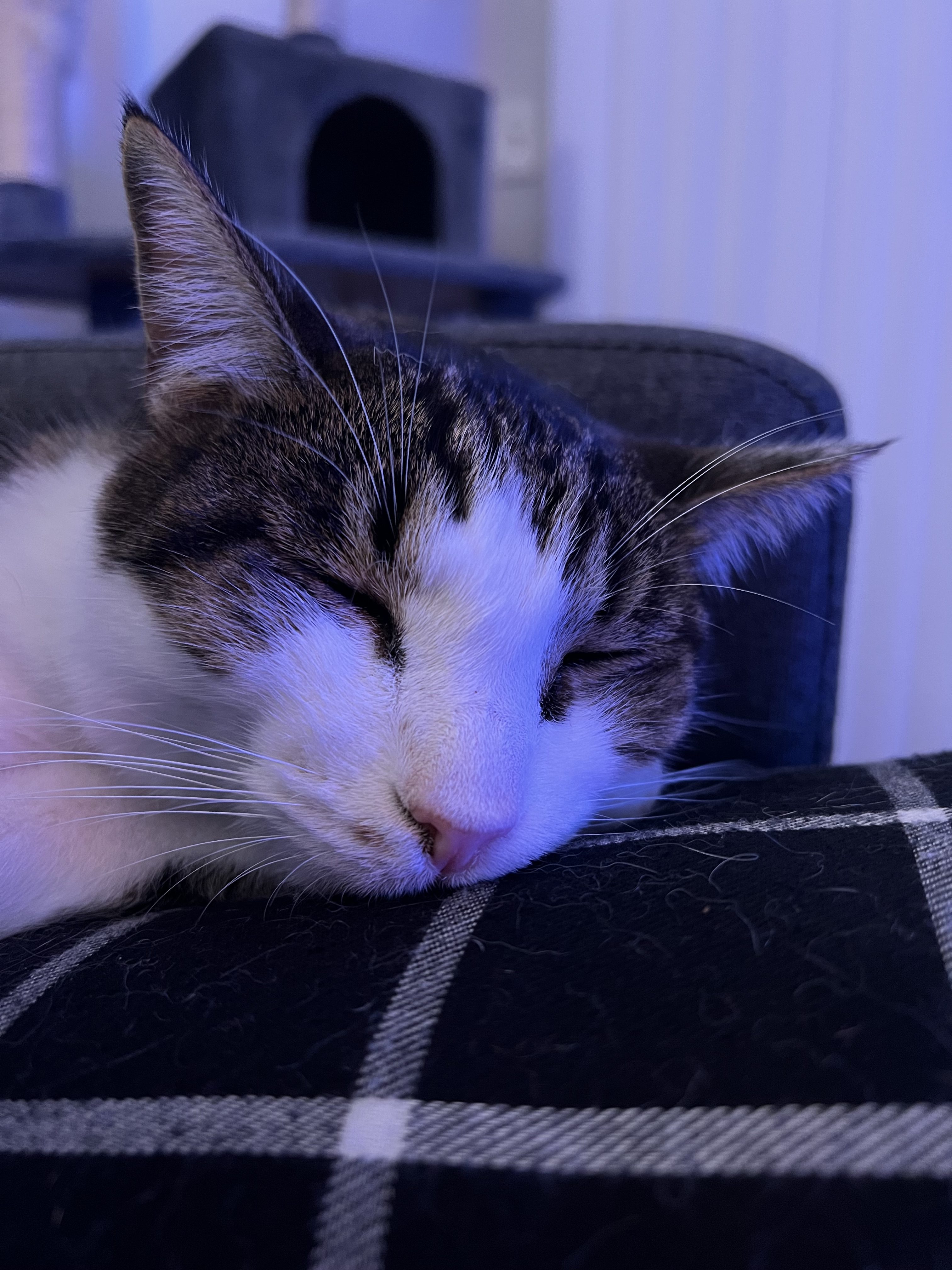 A photo of a cat sleeping on a pillow, taken with the iPhone 14.