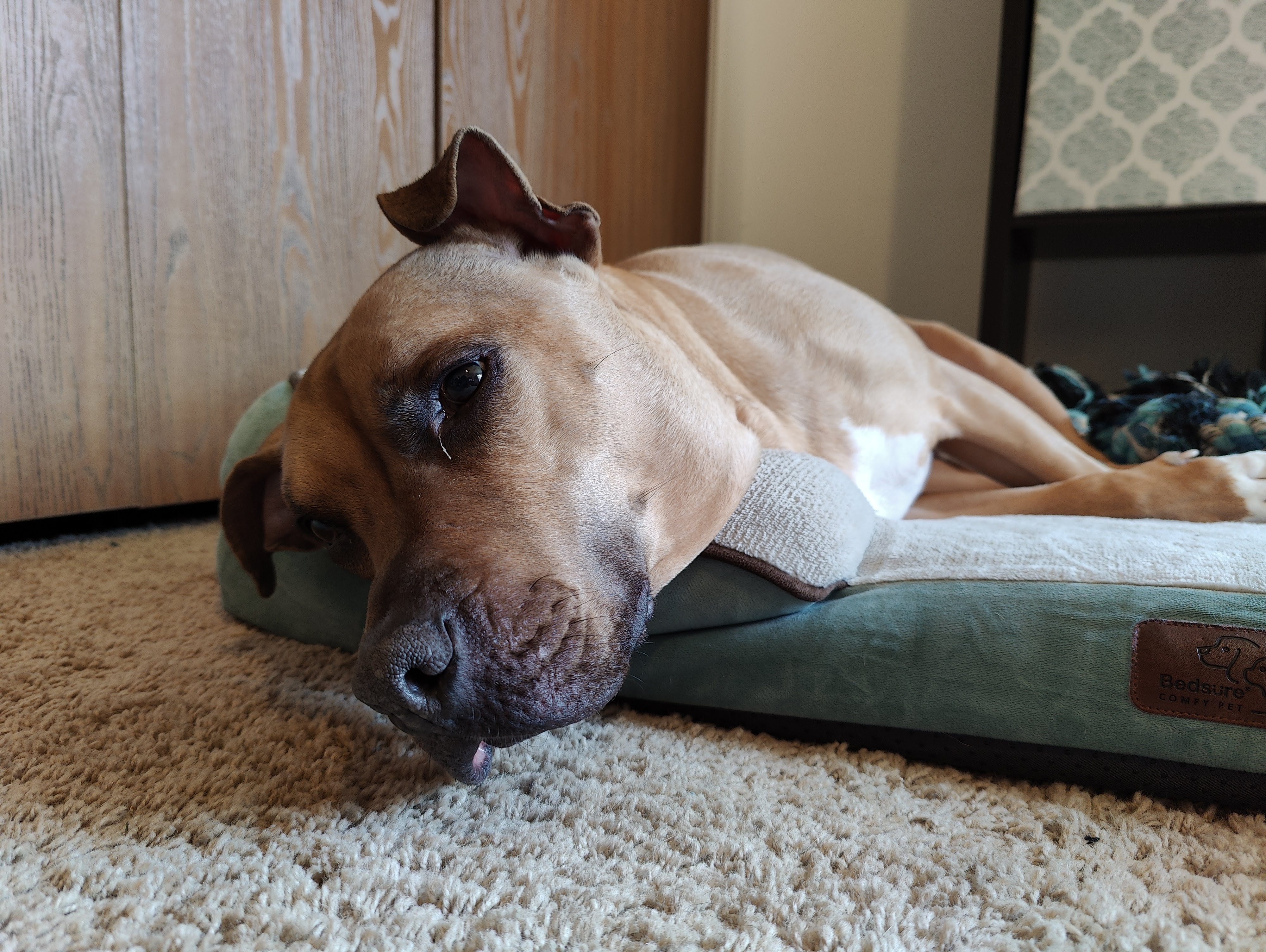 Photo of a dog laying in a dog bed.