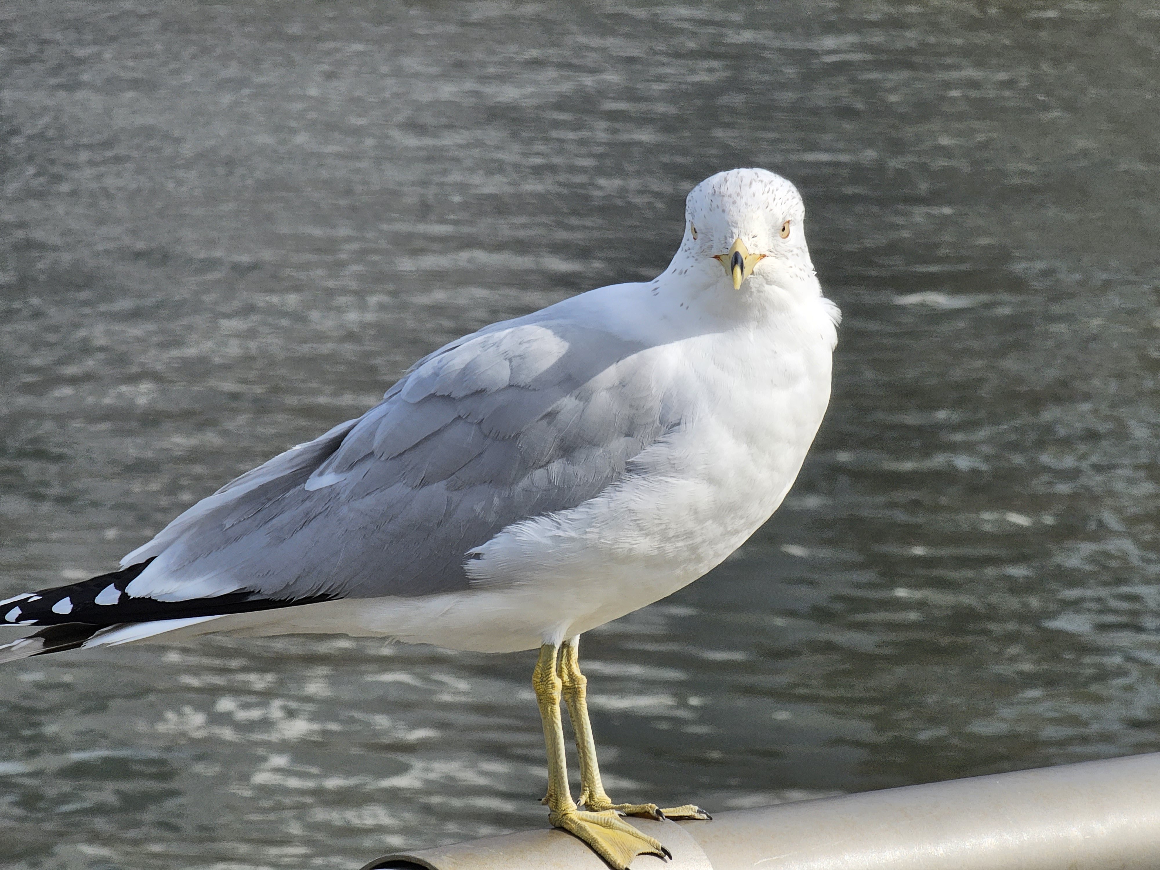 Galaxy S23 Ultra telephoto picture of a seagull on a railing.