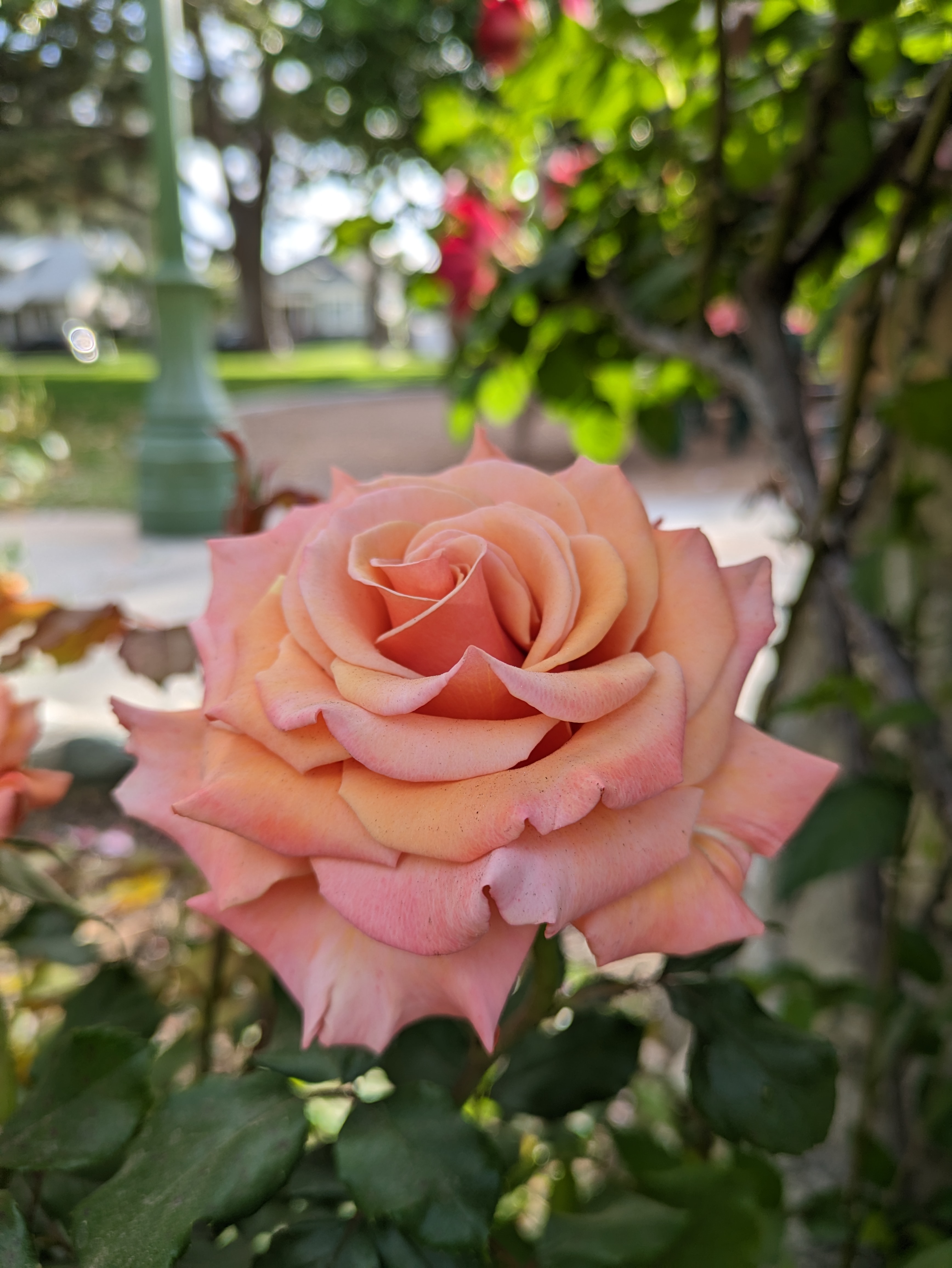 Flower closeup taken with Google Pixel 7a