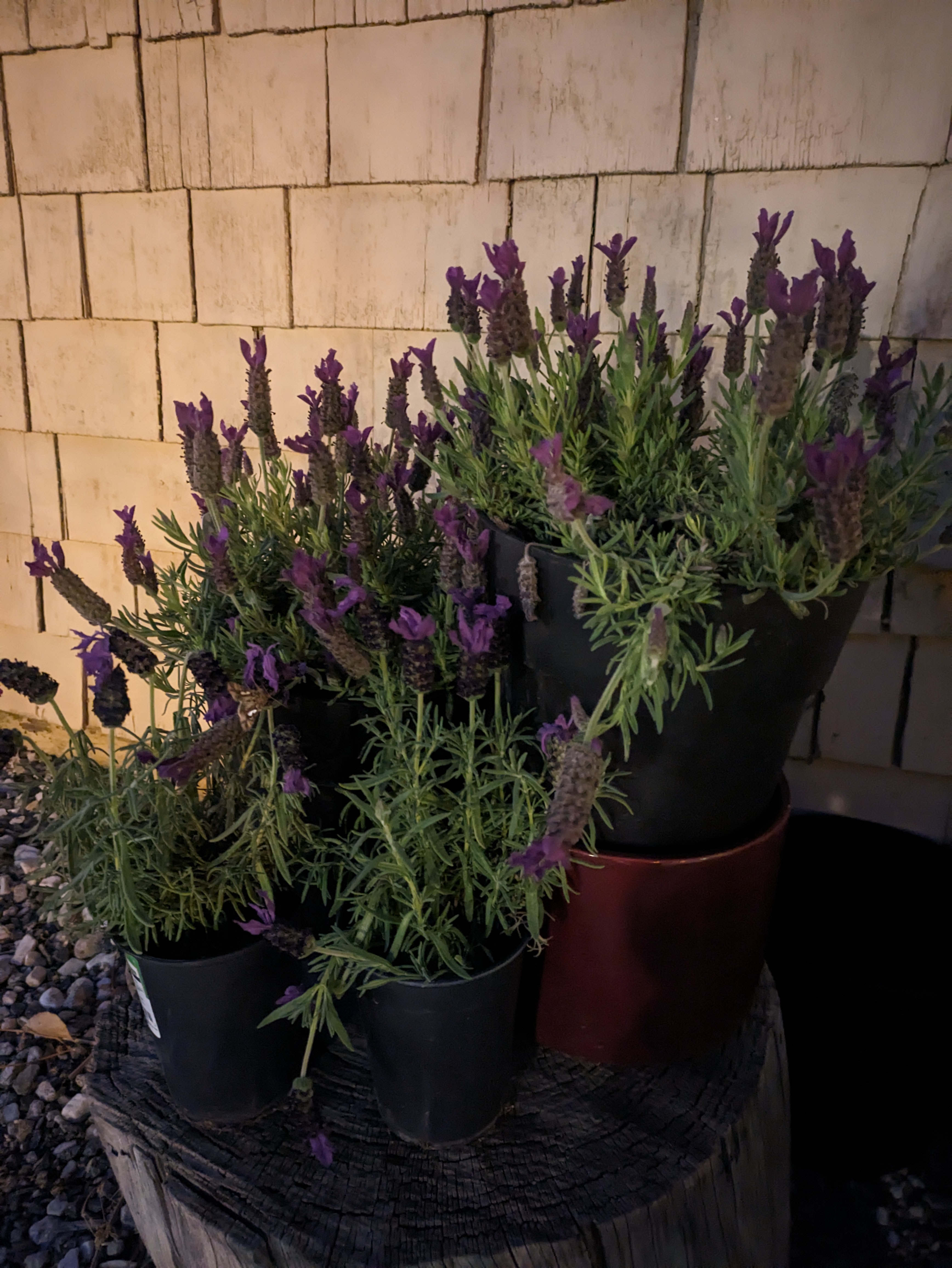 Night sight photo of lavender taken with Google Pixel 7a