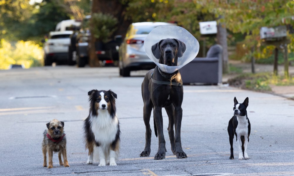 Reggie, Maggie, Hunter, and Bug all stand on the street together in Strays.