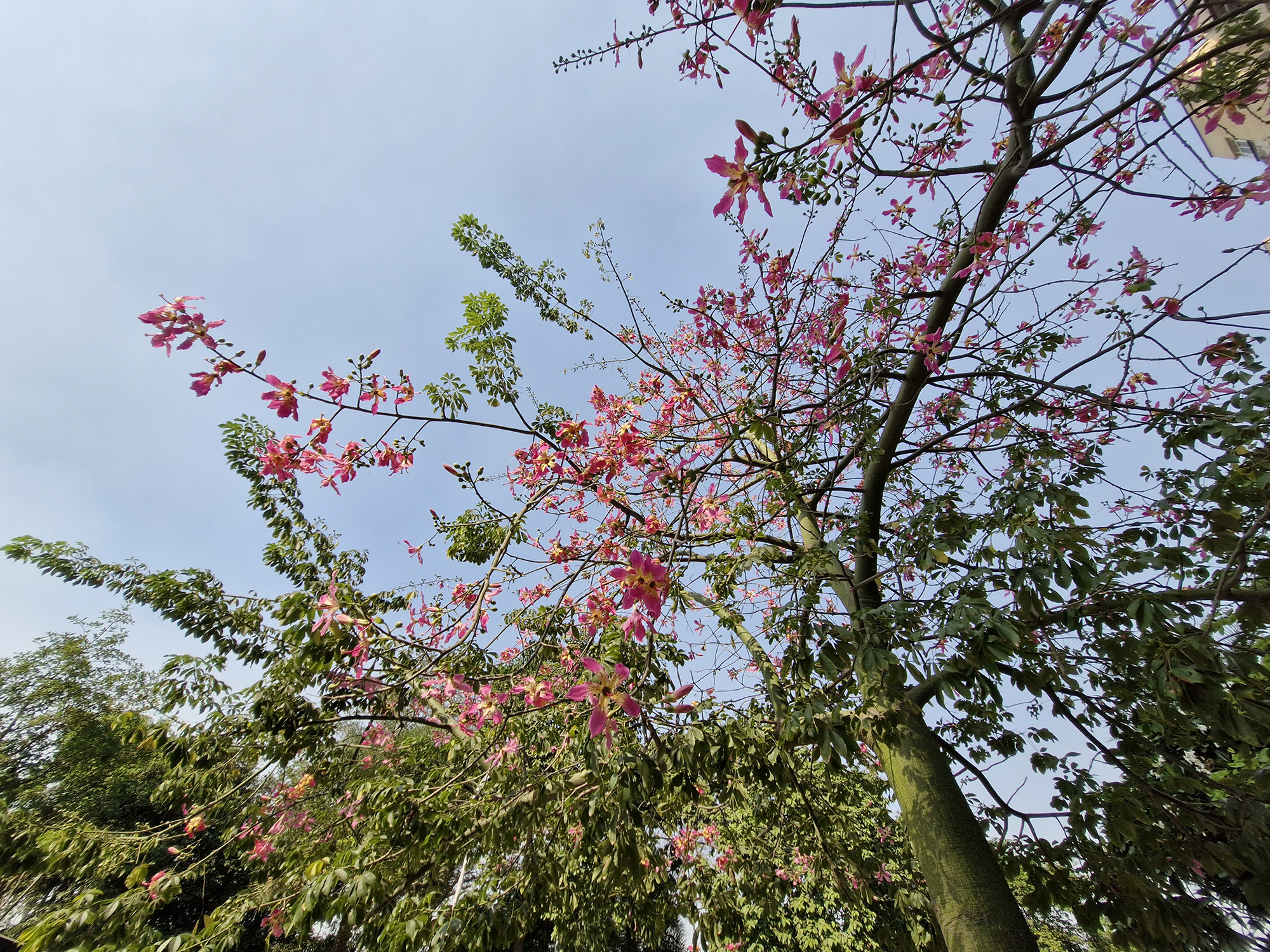 Ultrawide-angle shot of a tree with red and yellow flowers photographed with the Samsung Galaxy S23 FE.