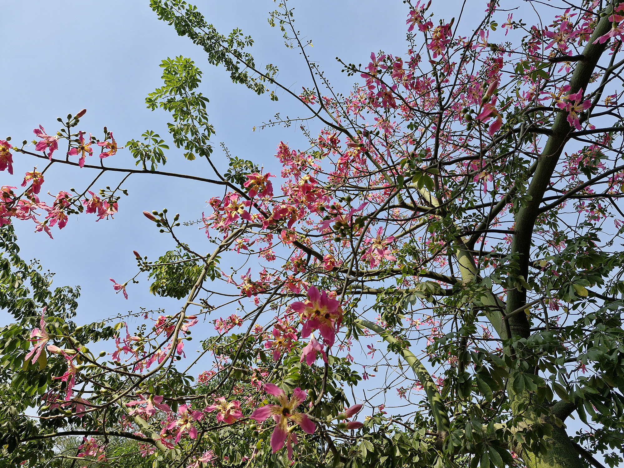 Tree with red and yellow flower photographed with the Samsung Galaxy S23 FE.