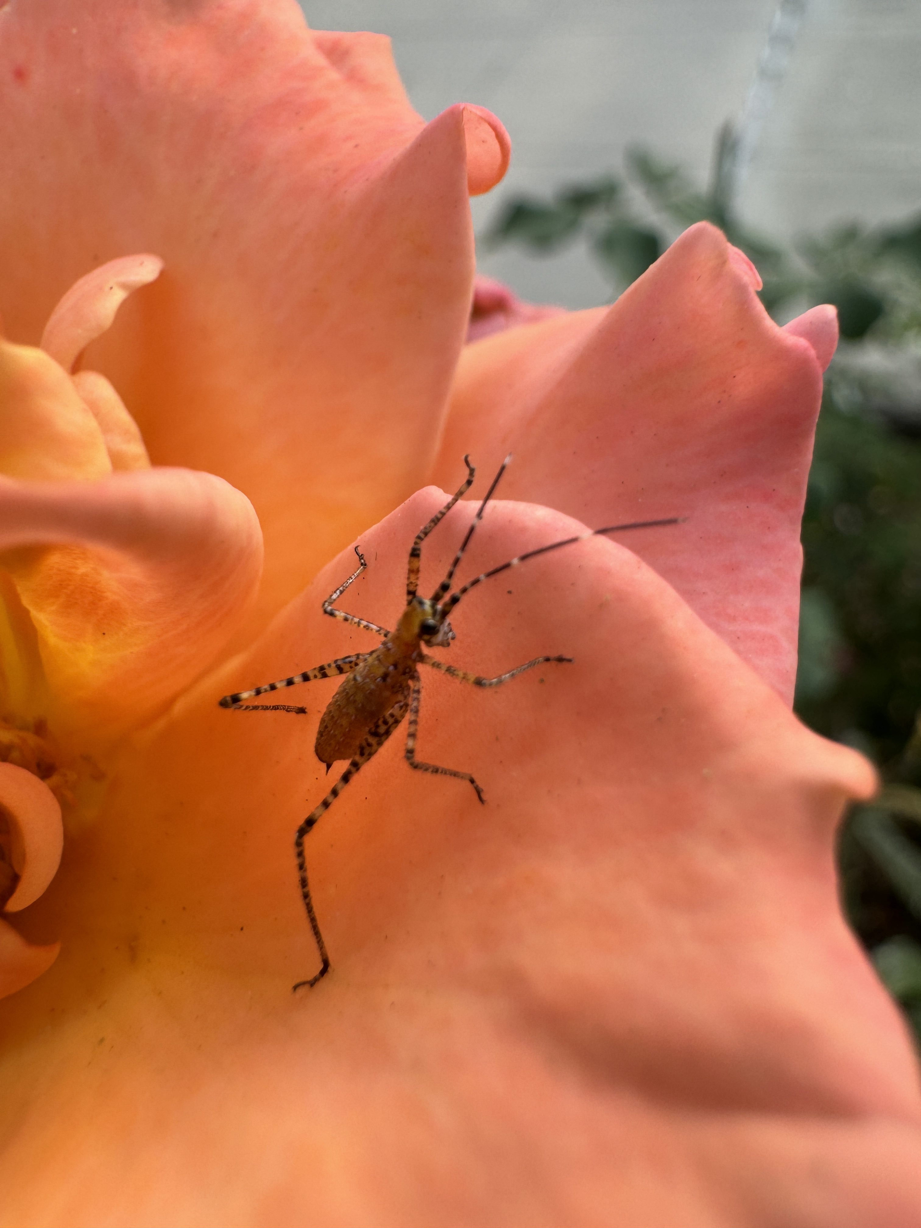 Macro of bug in flower taken with iPhone 15 Pro.