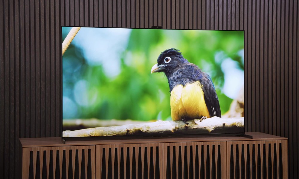 A shot of a bird on the Sony A95L QD-OLED.