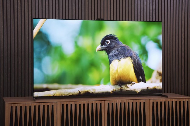 A shot of a bird on the Sony A95L QD-OLED.