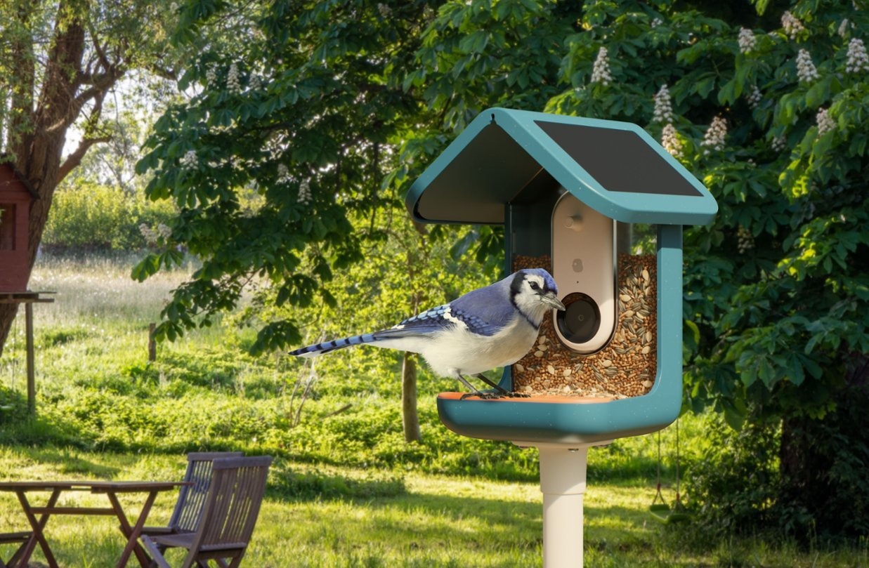 The Bird Buddy with a Blue Jay perched on its edge.